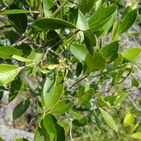 Pleurostylia opposita (Wall.) Alston